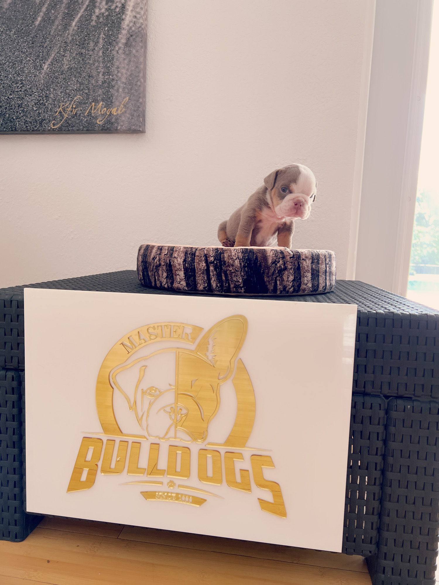 French bulldog brindle male Mr Black - 7