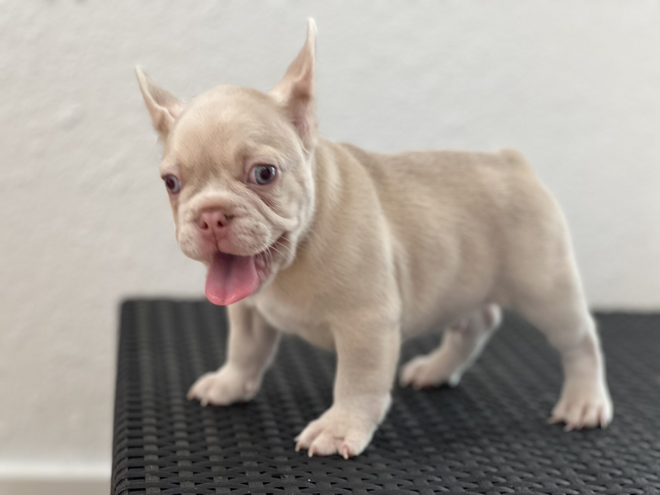 English bulldog lilac tree and tan mini female ,kiara - 6