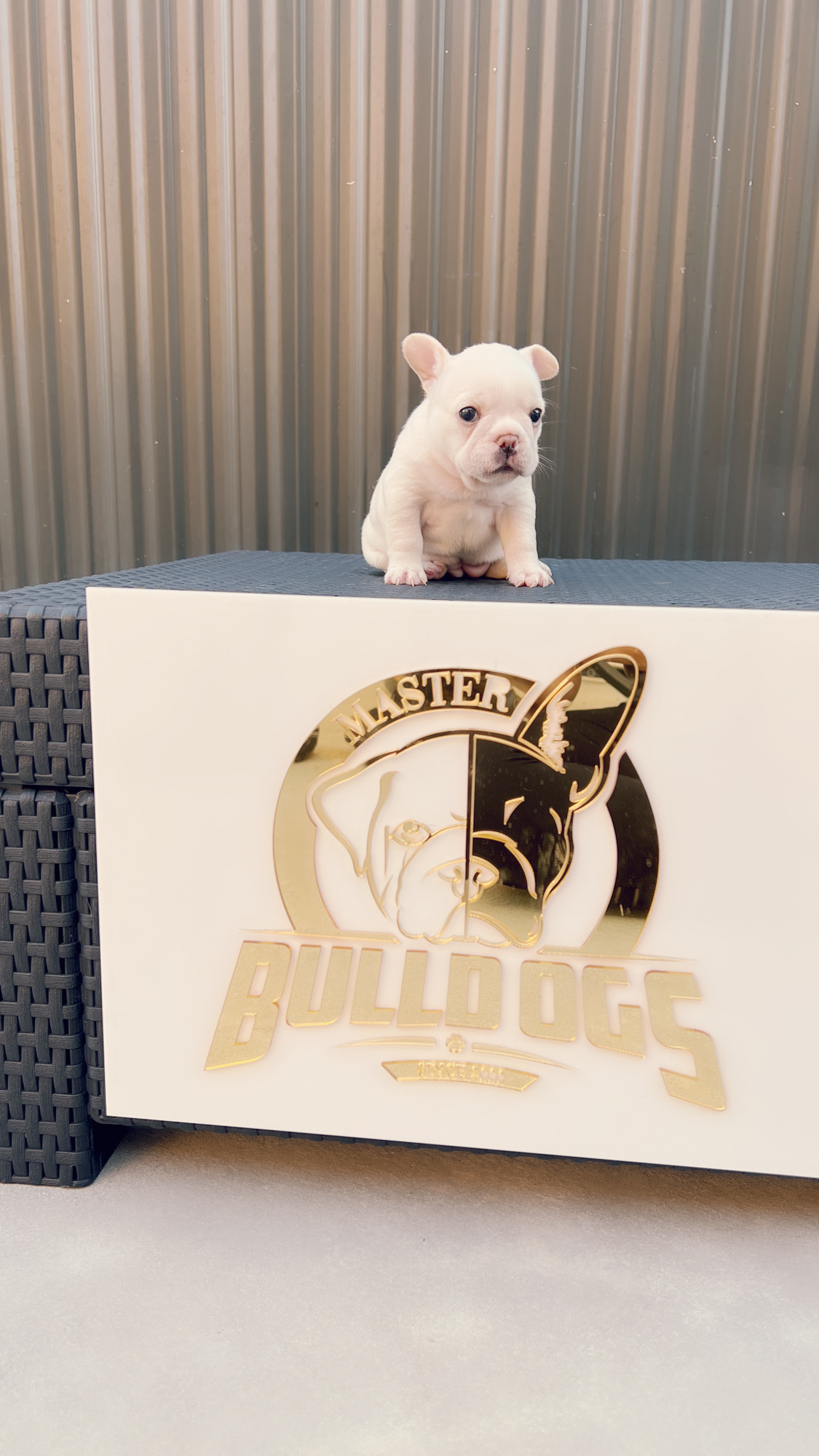 English bulldog Black tree and tan female, Avatar - 7