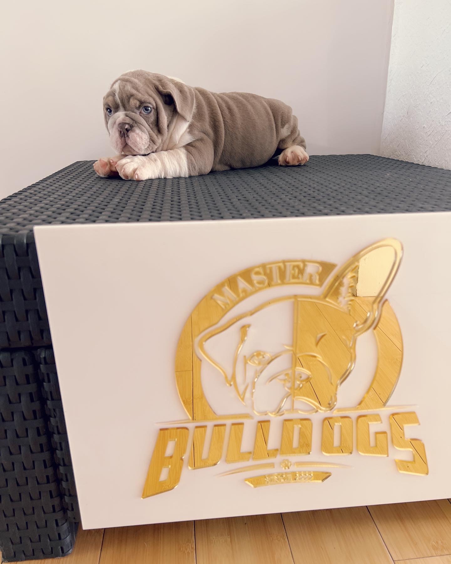 compact Isabella Merle and tan male fluffy carrier L4, Tyson - 6