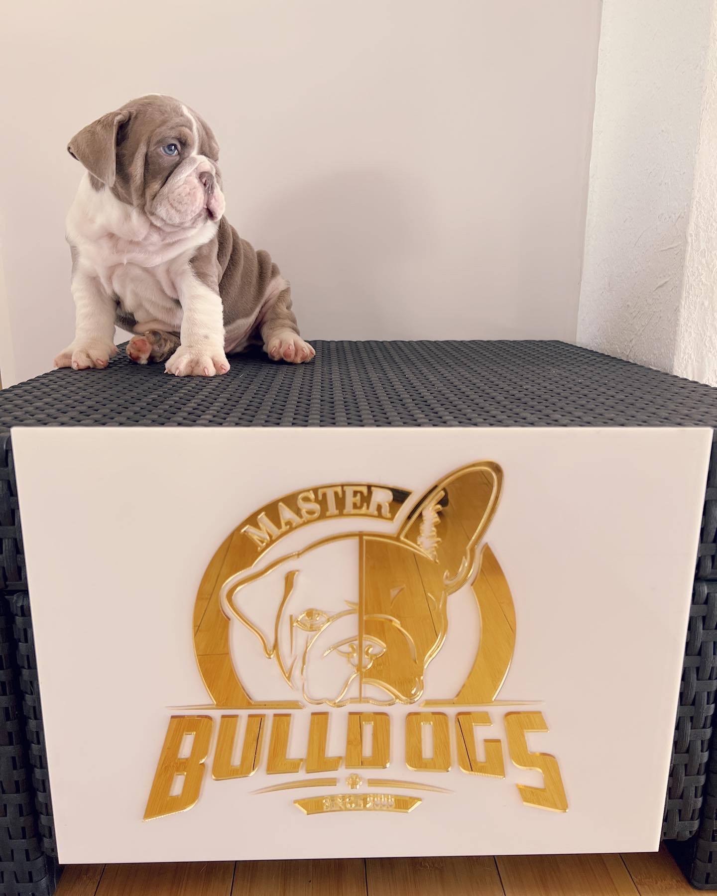 compact Isabella Merle and tan male fluffy carrier L4, Tyson - 3