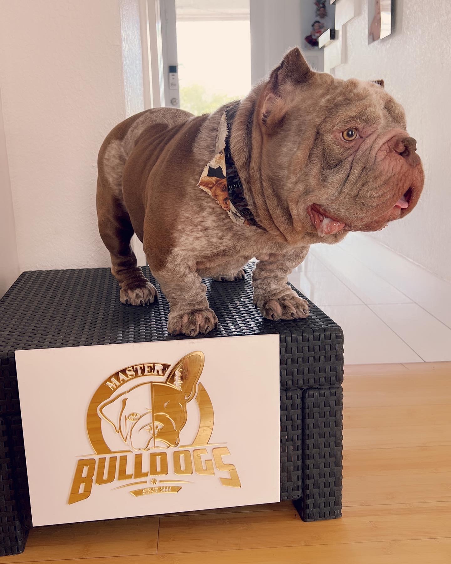 Frenchie male now master bulldogs Pepe - 5