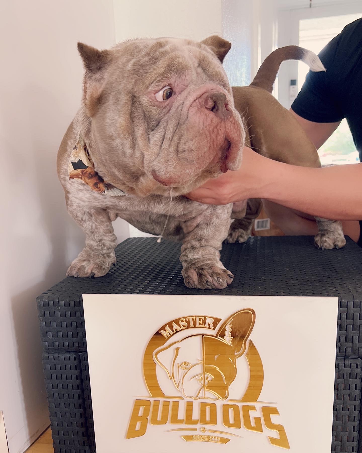 Frenchie male now master bulldogs Pepe