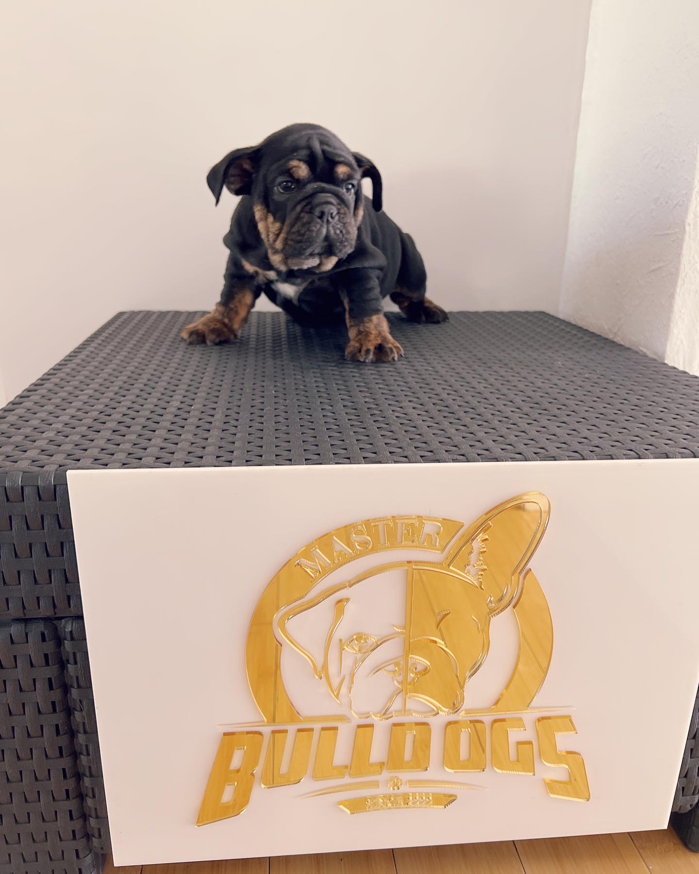 French Bulldog Blue Merle Isabella carrier male fluffy carrier L4, Master bulldog Carlitos. - 9