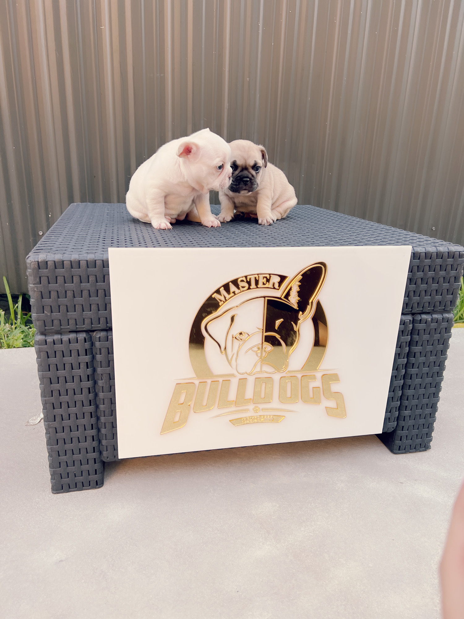 Beautiful french bulldog blue Isabella carrier male - 6