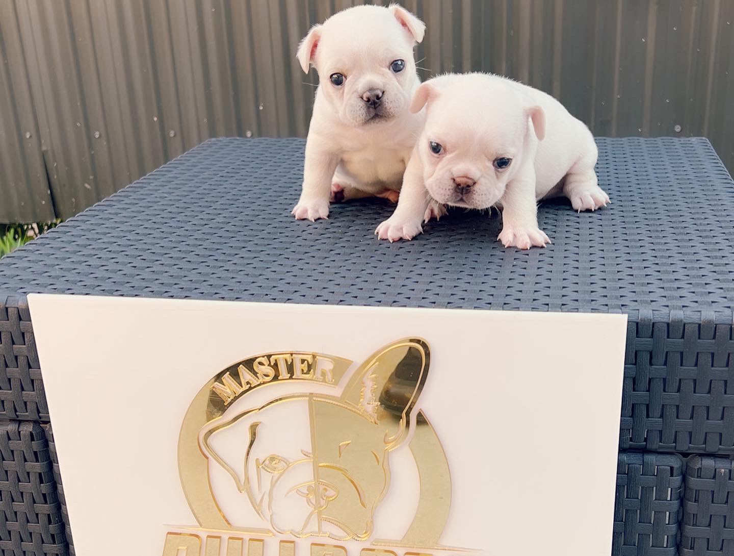 English bulldog Black tree and tan female, Avatar - 3