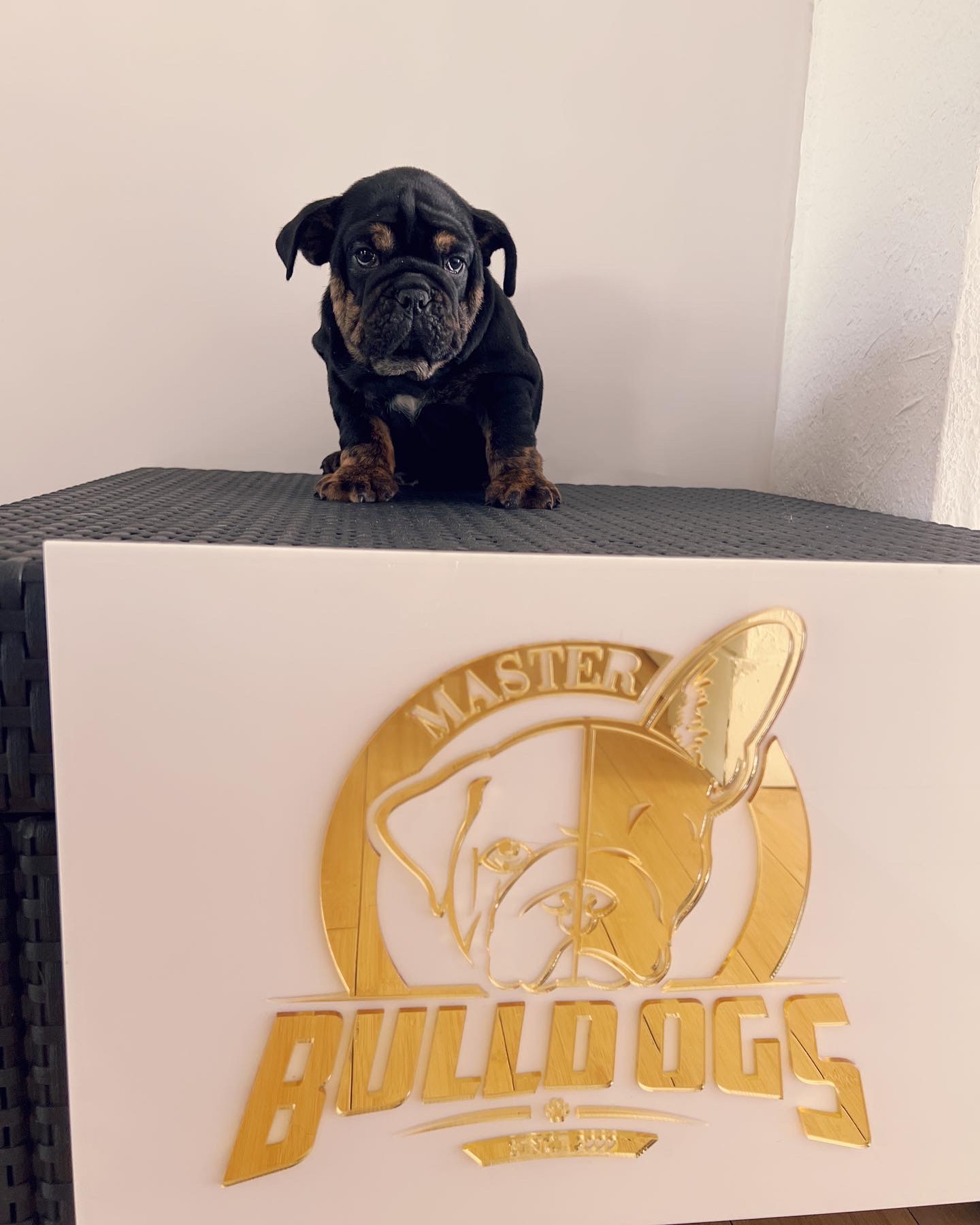 French Bulldog Blue Merle Isabella carrier male fluffy carrier L4, Master bulldog Carlitos. - 5