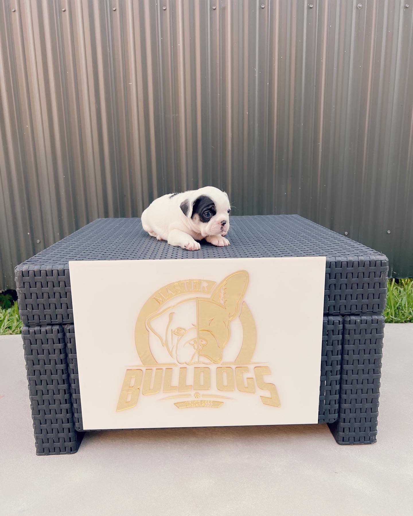 English bulldog lilac tree male Master bulldog Maluma - 6