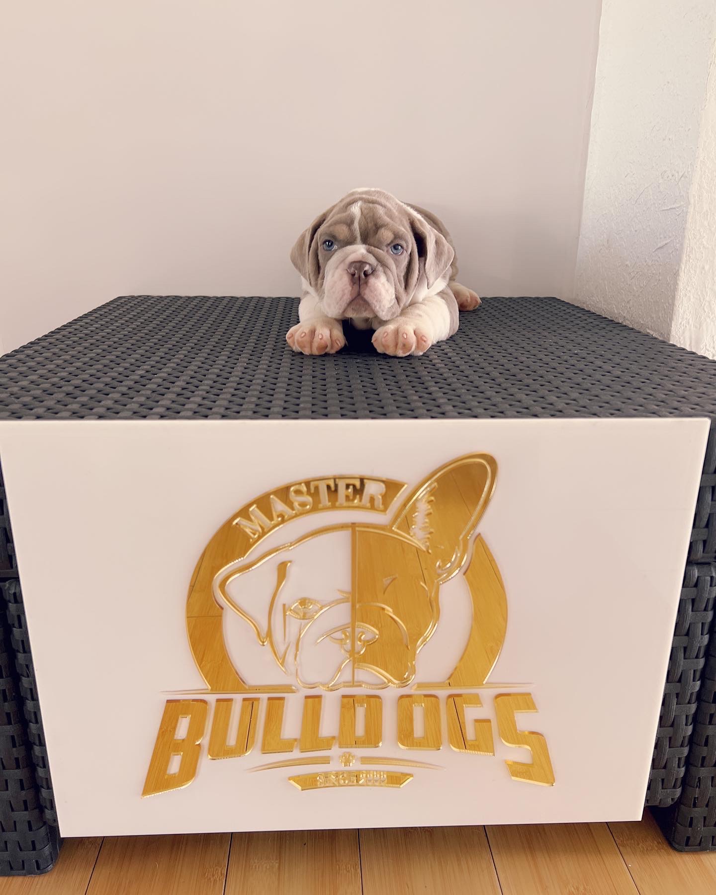 compact Isabella Merle and tan male fluffy carrier L4, Tyson - 7