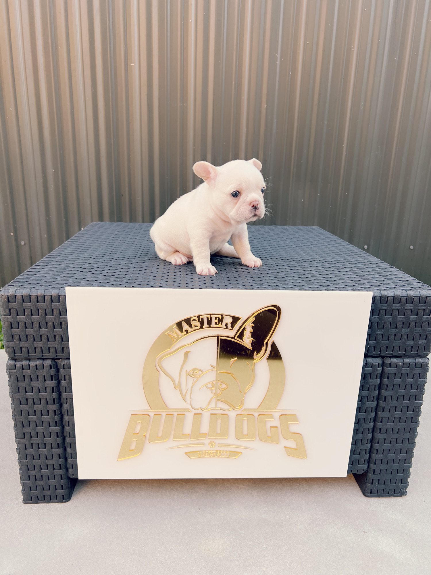 Beautiful french bulldog blue Isabella carrier male - 3