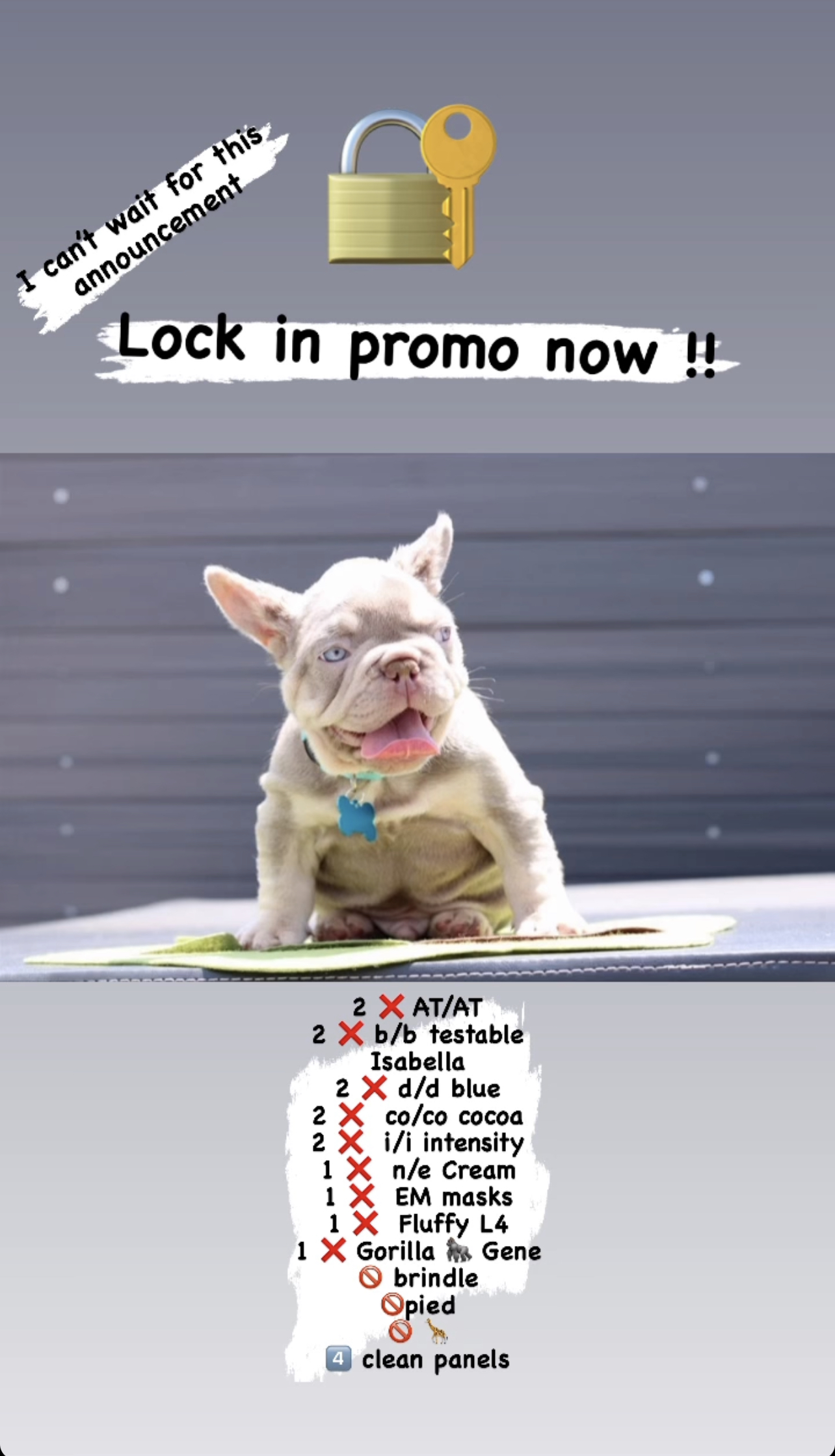 fawn Isabella carrier females, Master bulldog Frozen & Anna - 2