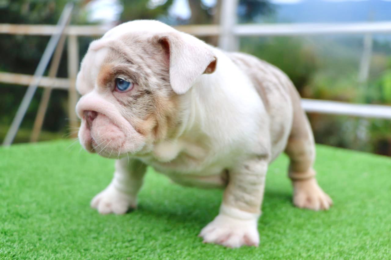 Beautiful Isabella New Shade L4 carrier miami Baby Yoda - 3