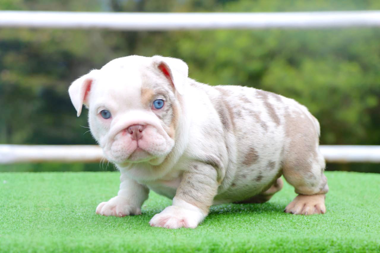 Beautiful Isabella New Shade L4 carrier miami Baby Yoda - 5