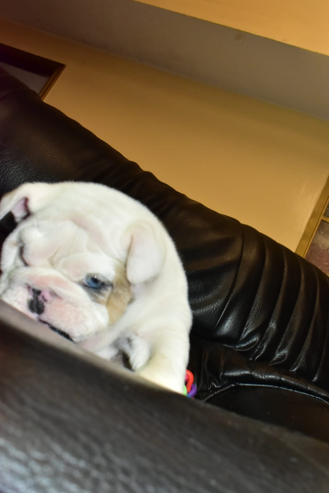 Beautiful French bulldog platinum visible fluffy isabella carrier, master Bulldogs Griselda Blanco - 4