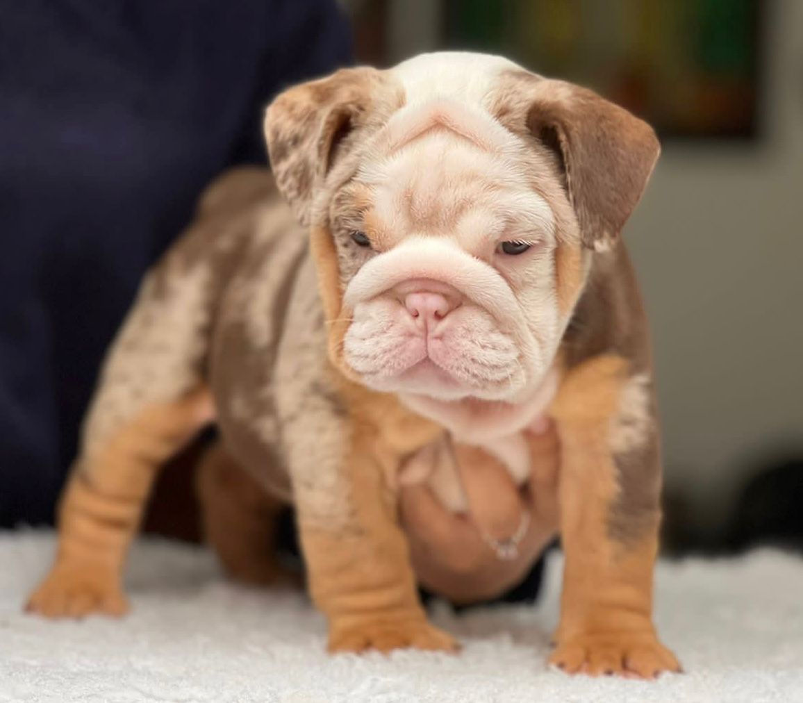 French bulldog platinum fluffy female Tiffany