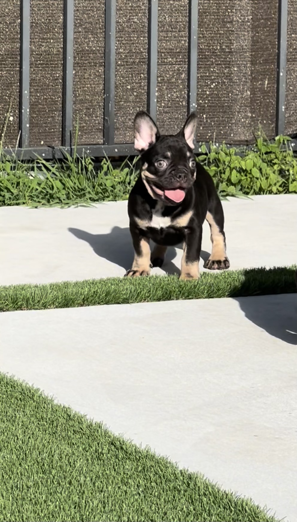 French bulldog platinum fluffy female Tiffany