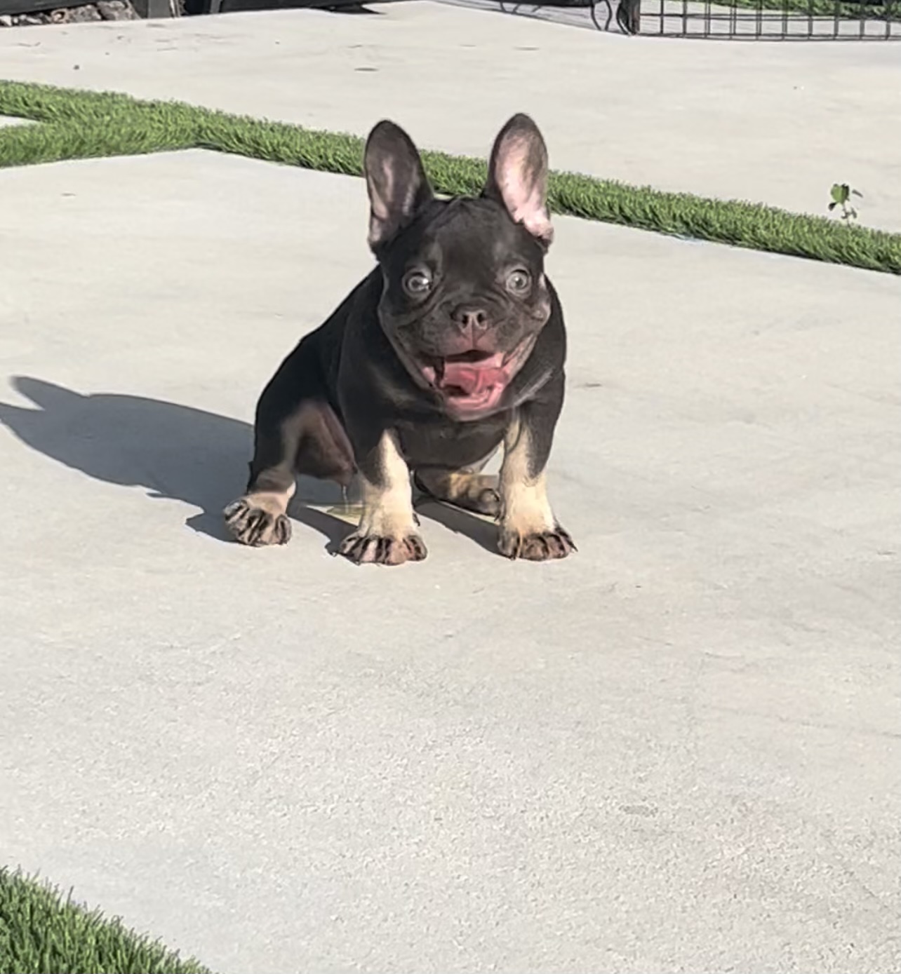 French bulldog choco merle female Hello kitty - 2