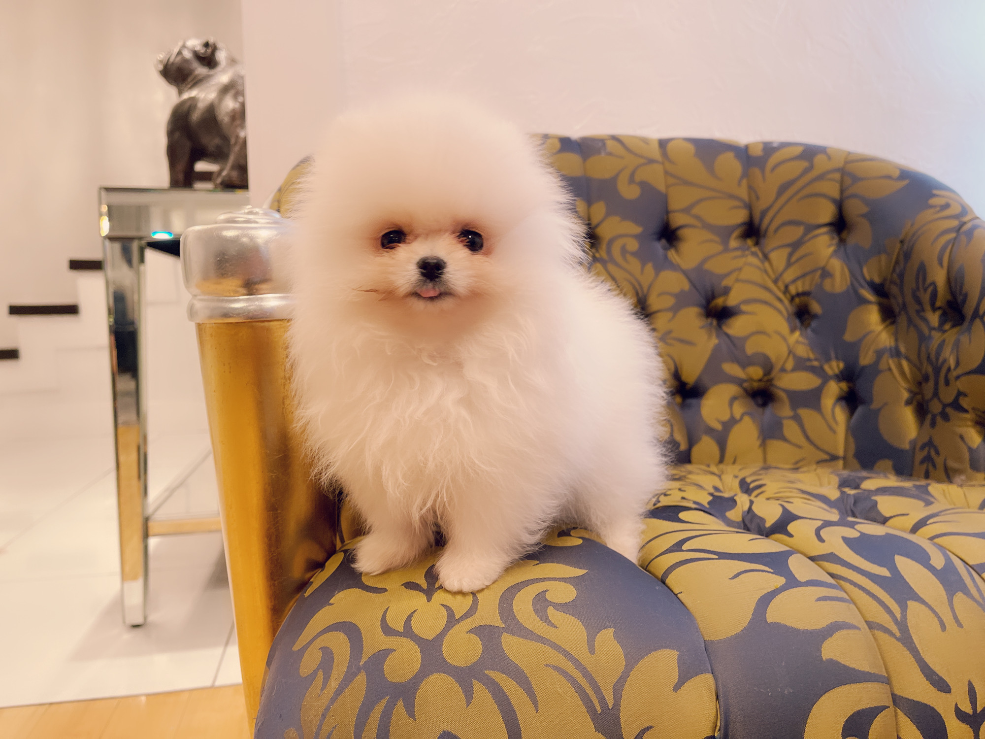 Escobar (English bulldog Stud service). - 9