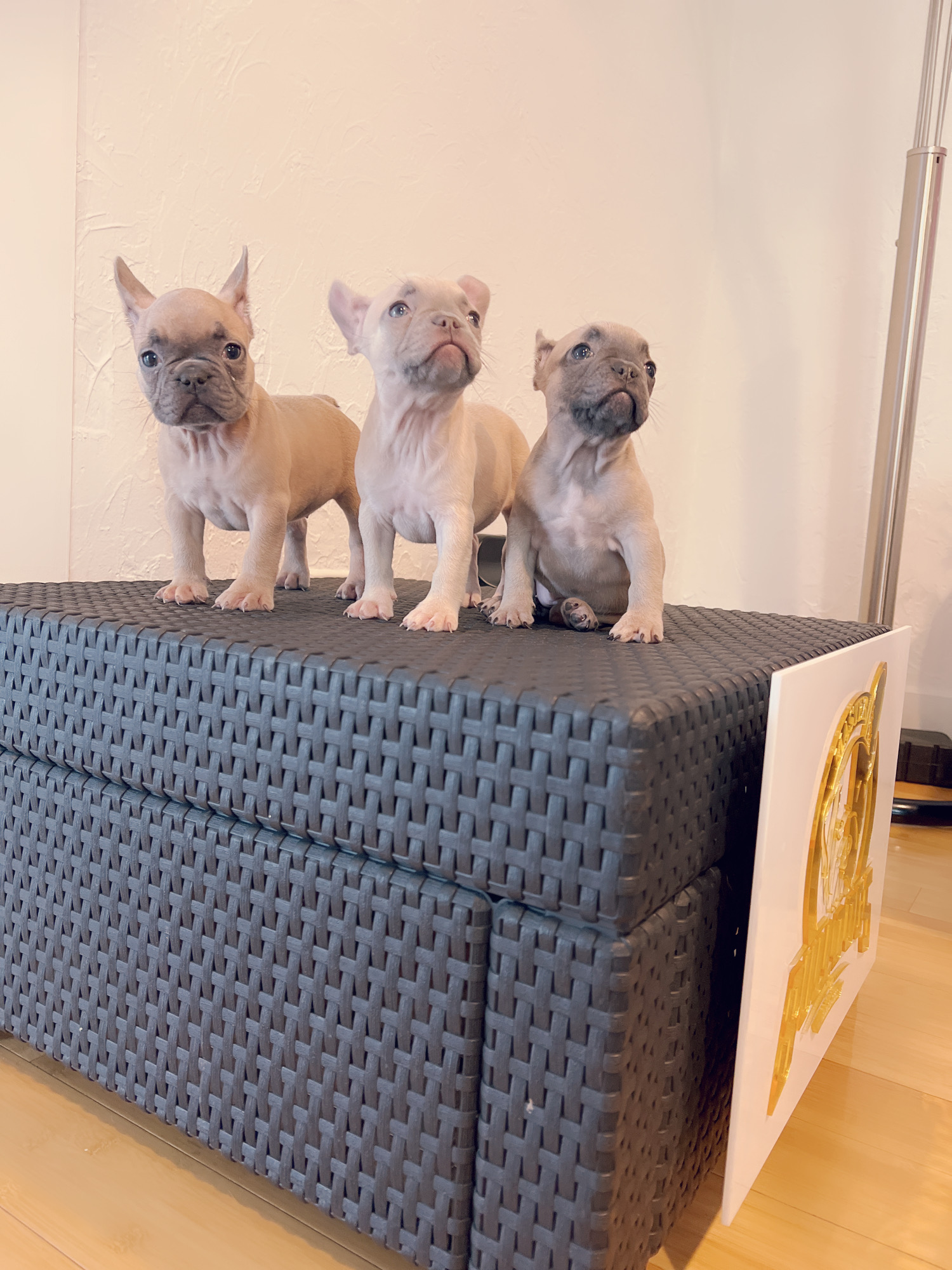 Pomeranian teacup teddy bear face (female) master bulldogs TITI - 2