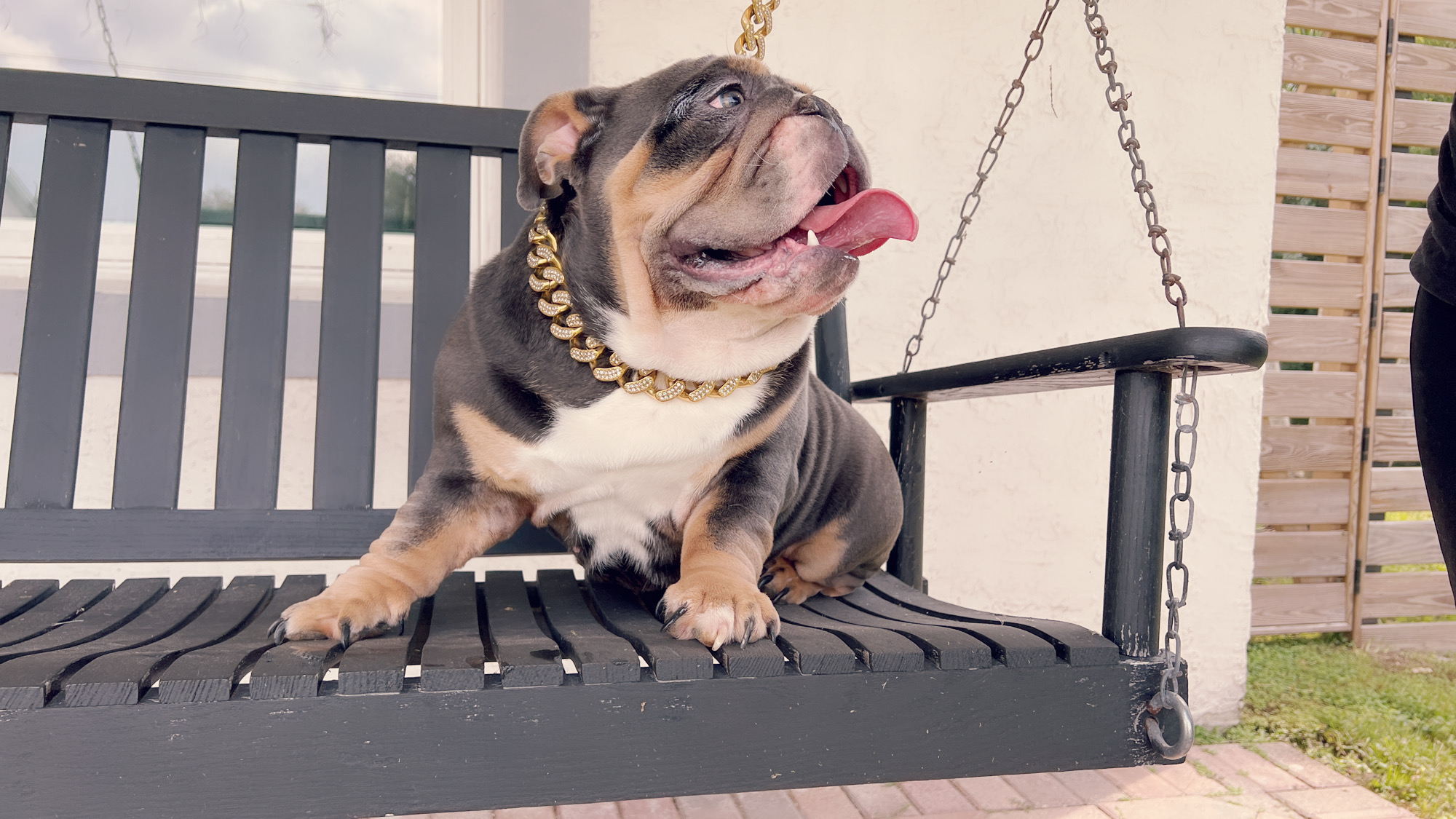 Veterinary Services - 6