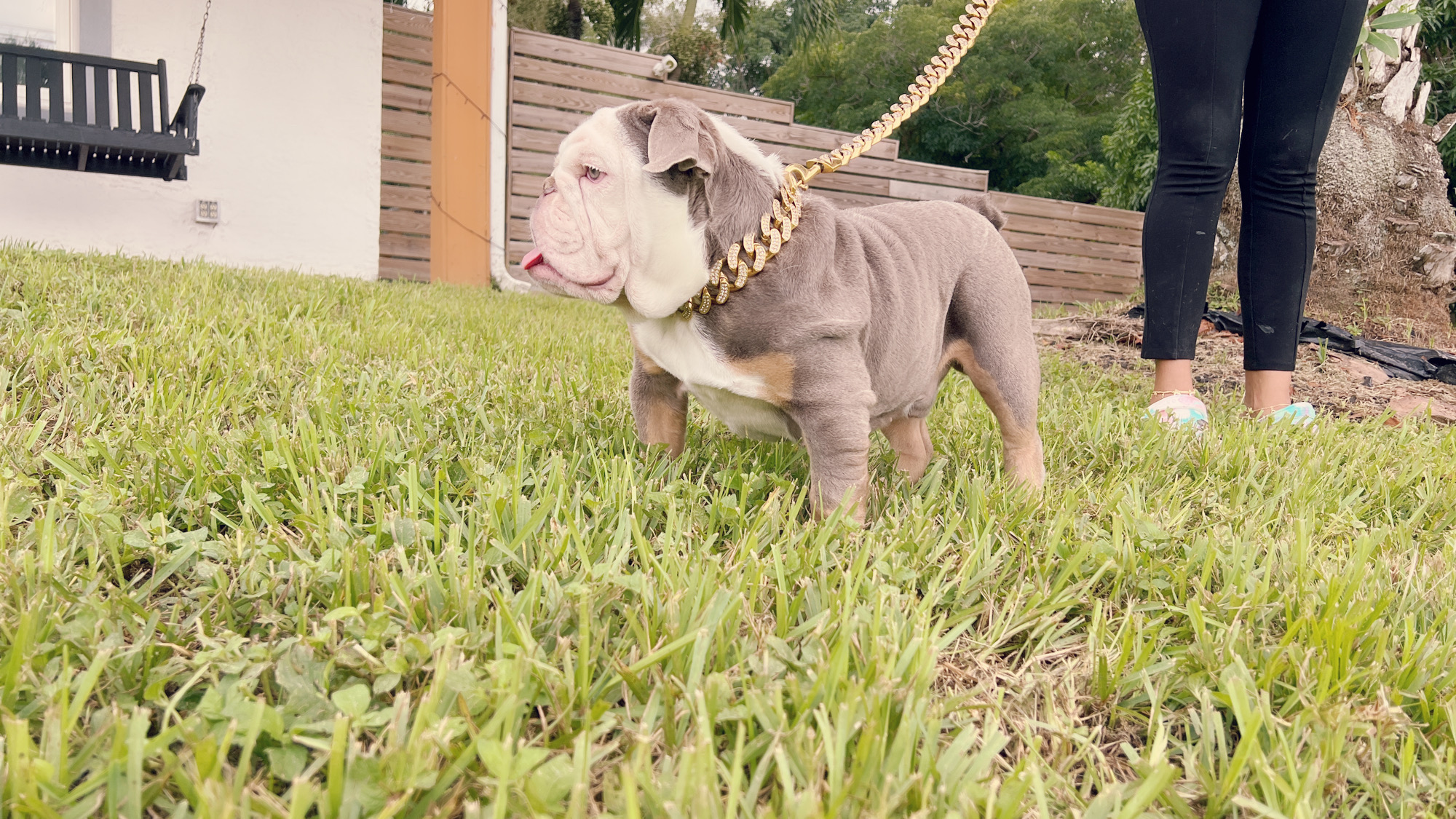 Pets Hotel / Overnight Services​ - 7