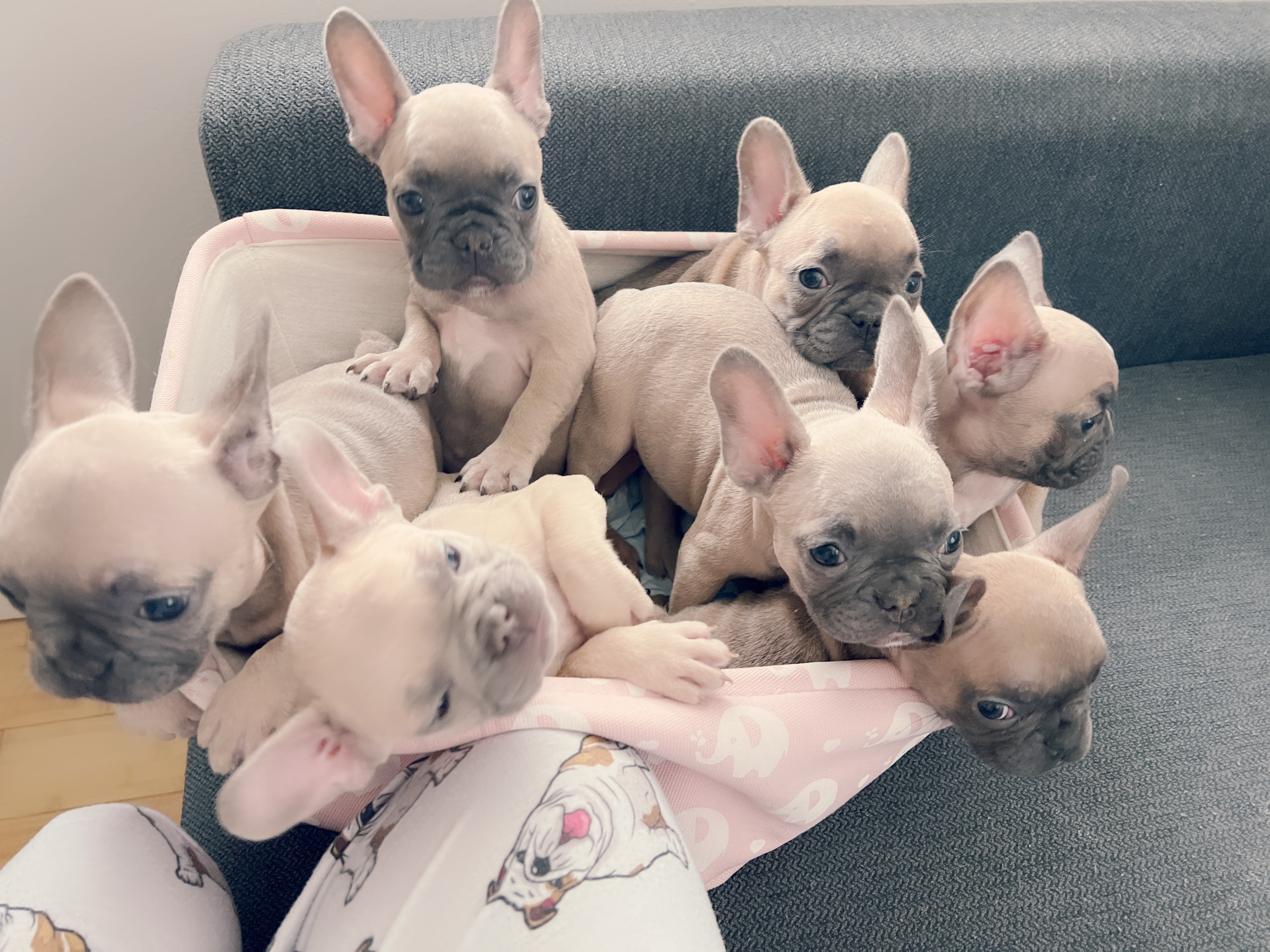 Pomeranian teacup teddy bear face (female) master bulldogs TITI - 7