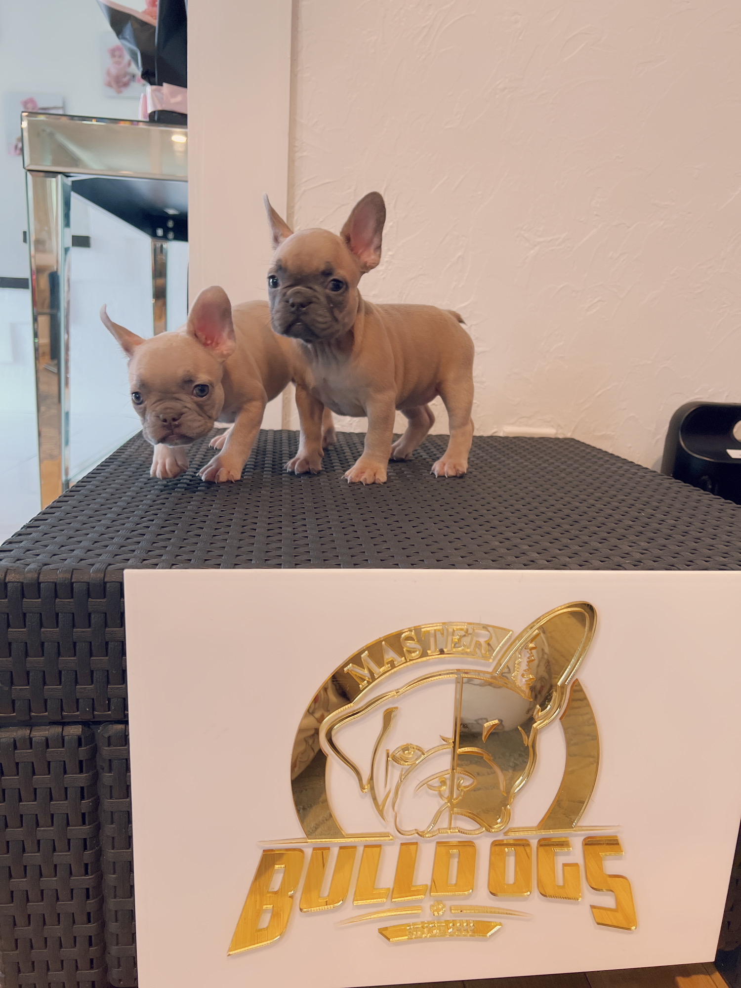 Pomeranian teacup teddy bear face (female) master bulldogs TITI - 4