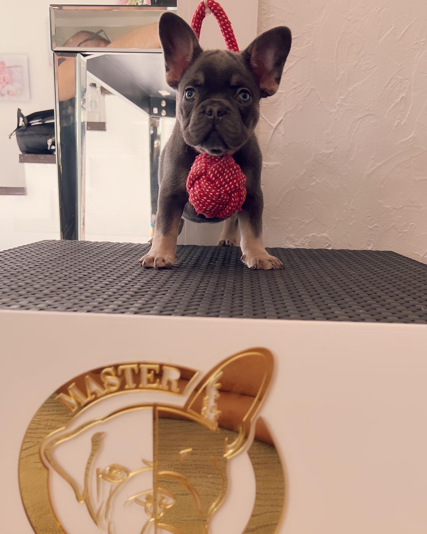 French Bulldog choco merle and tan female Oreo - 2