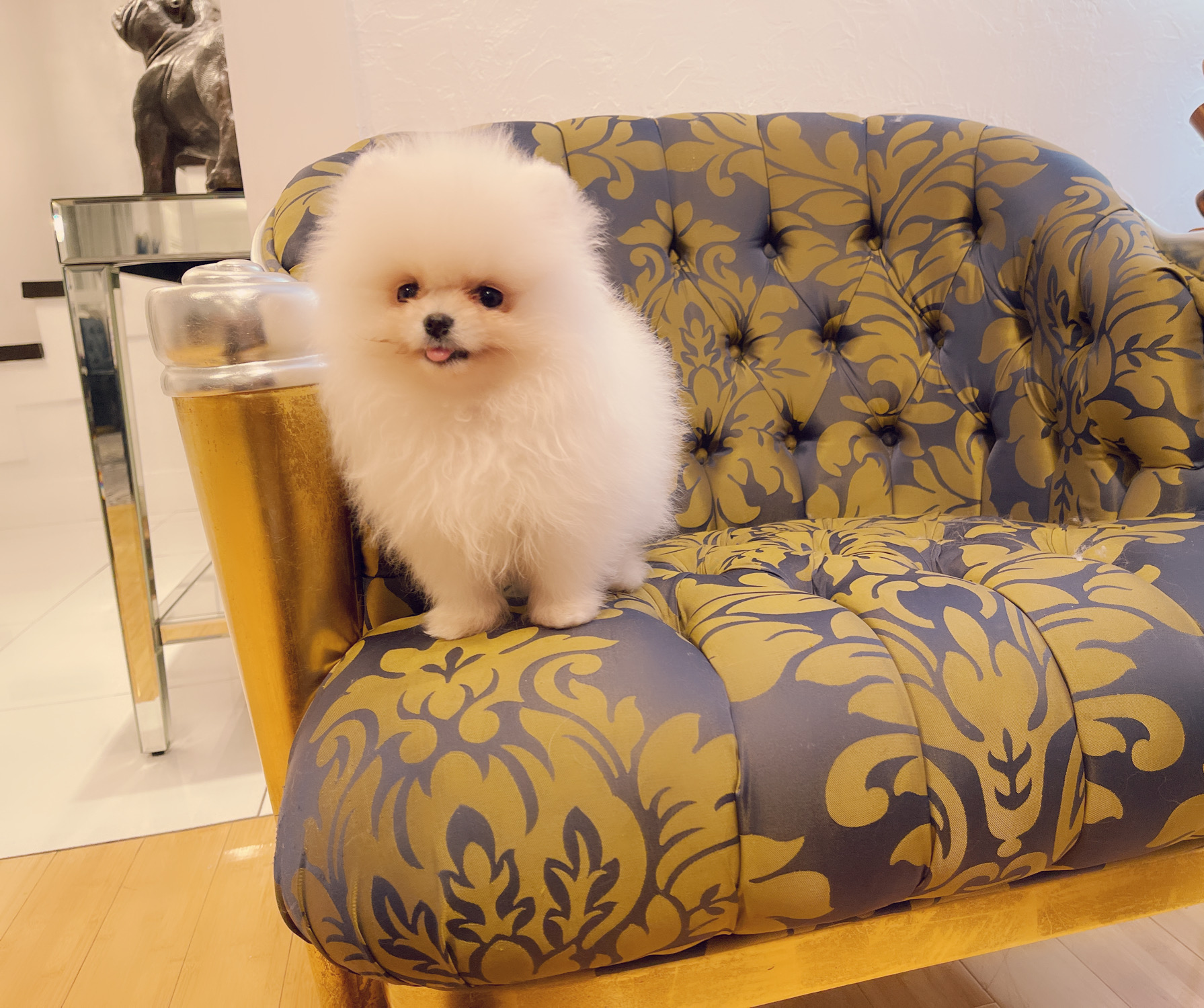 Escobar (English bulldog Stud service). - 5