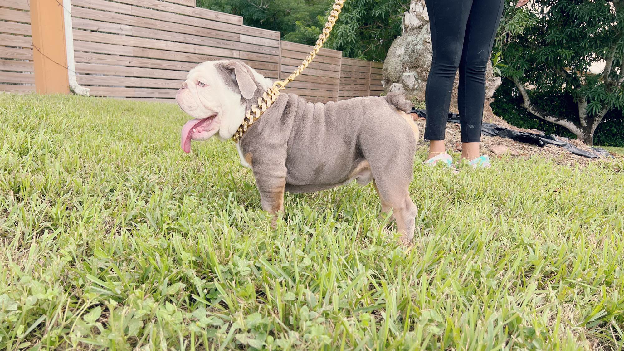 Pets Hotel / Overnight Services​ - 10