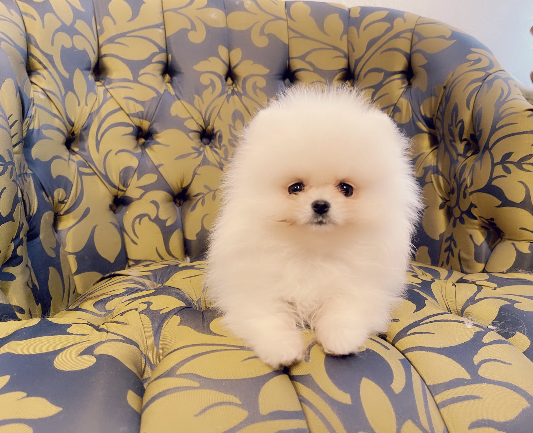 Escobar (English bulldog Stud service). - 2