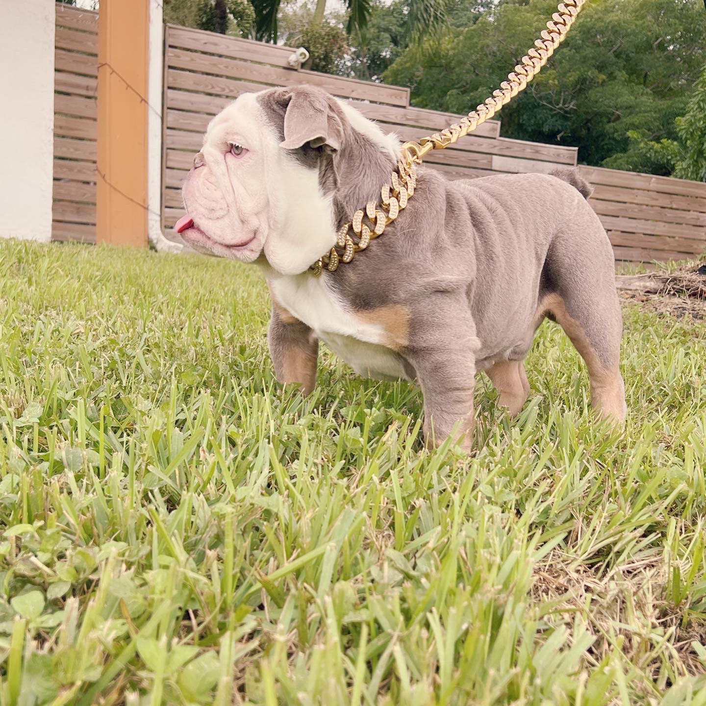 Pets Hotel / Overnight Services​ - 2