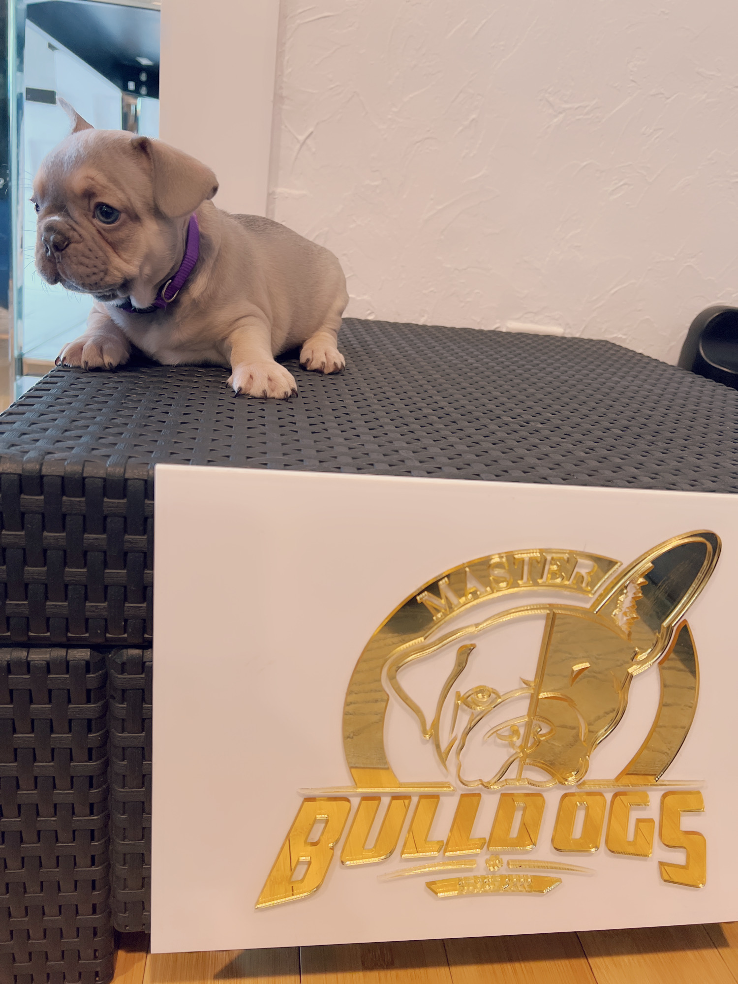 English Bulldog Choco tree and tan female ,MS Brown. - 9