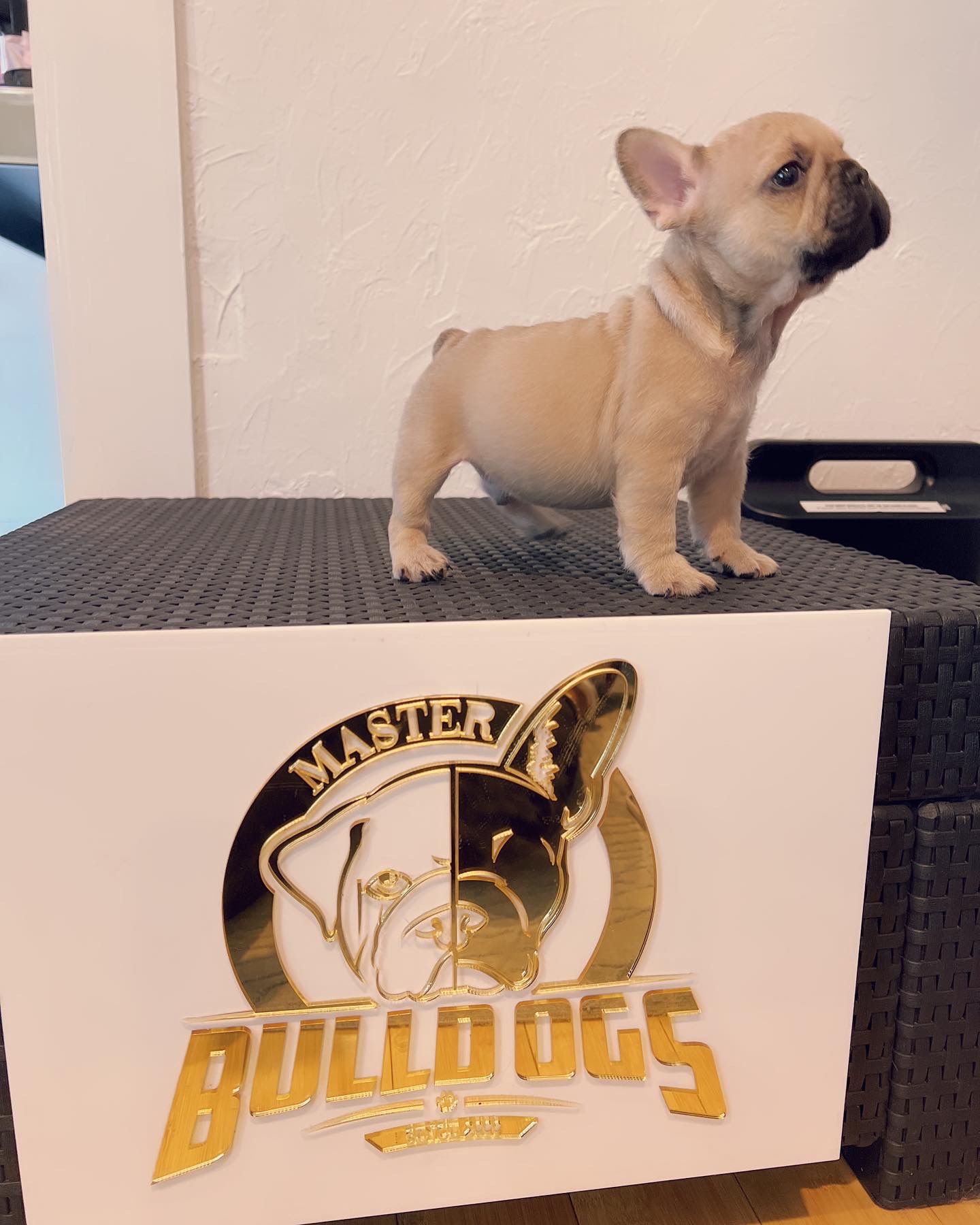 French bulldog lilac Merle female Anita - 7