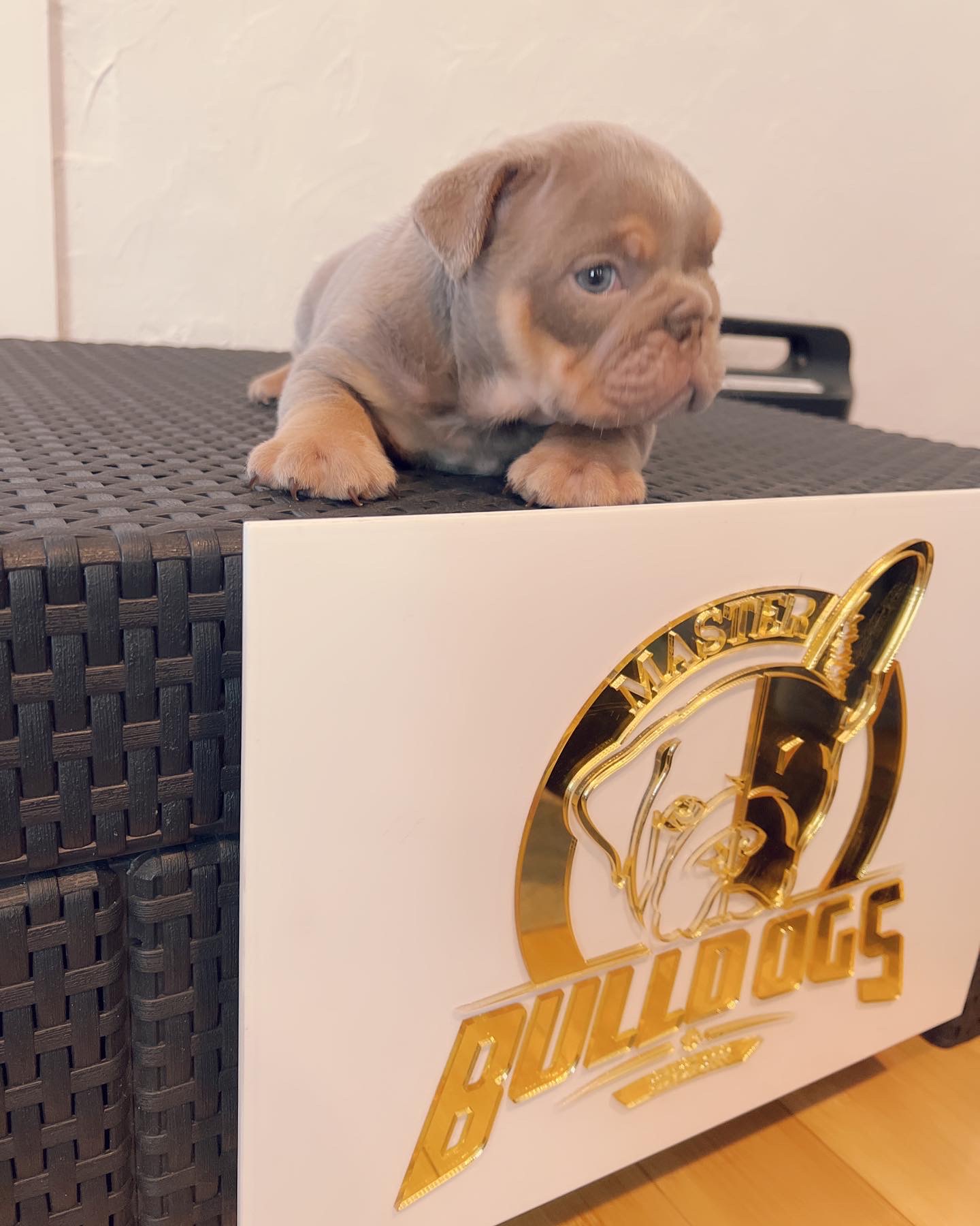 Available Puppies - 8