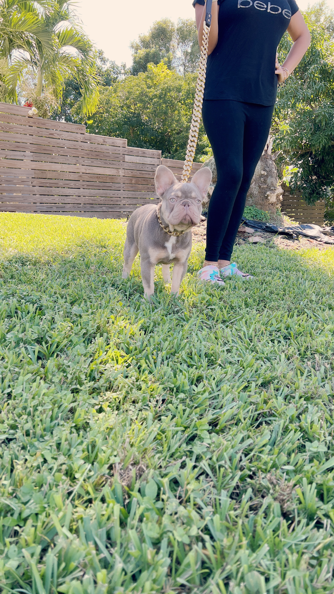 fawn Isabella carrier females, Master bulldog Frozen & Anna - 10