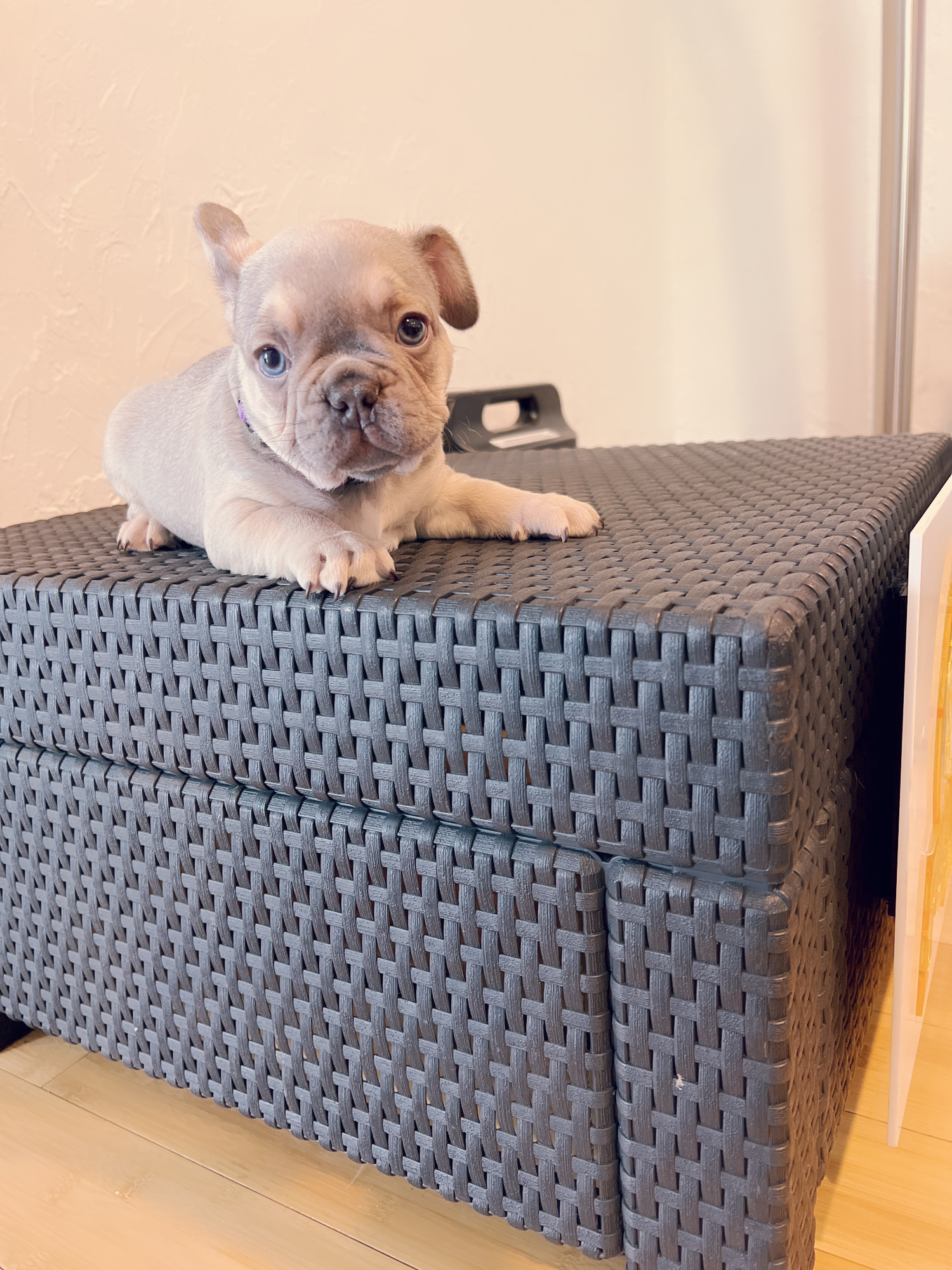 English Bulldog Choco tree and tan female ,MS Brown. - 8