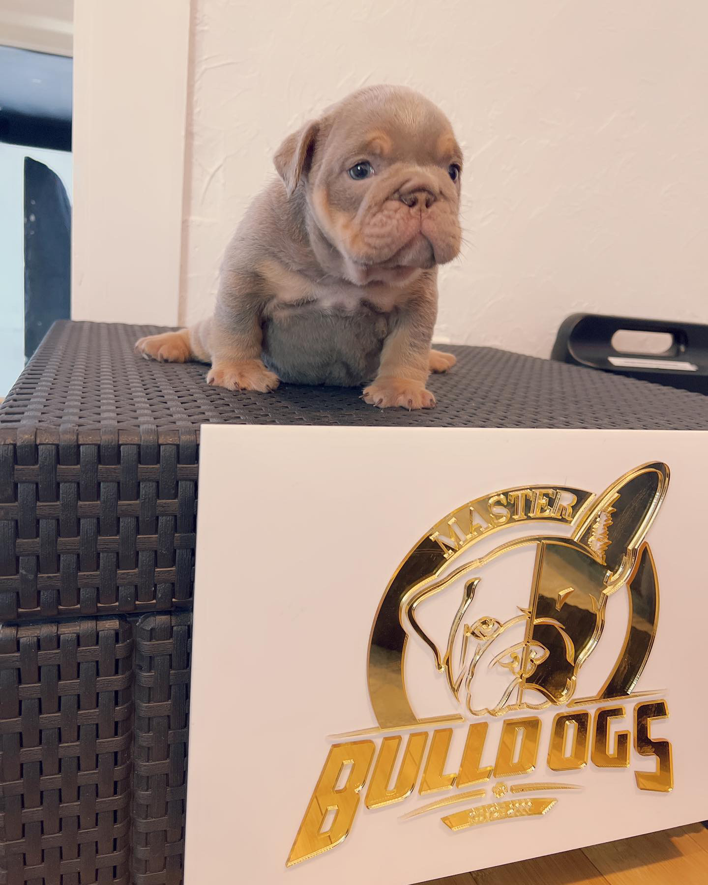 Available Puppies - 7