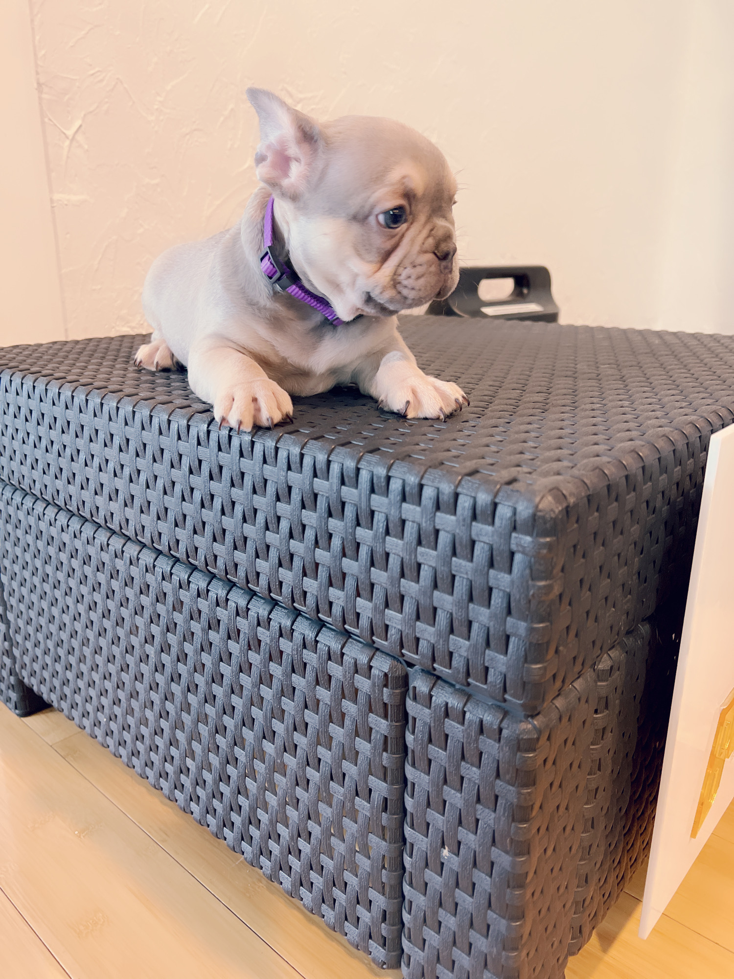 English Bulldog Choco tree and tan female ,MS Brown. - 2