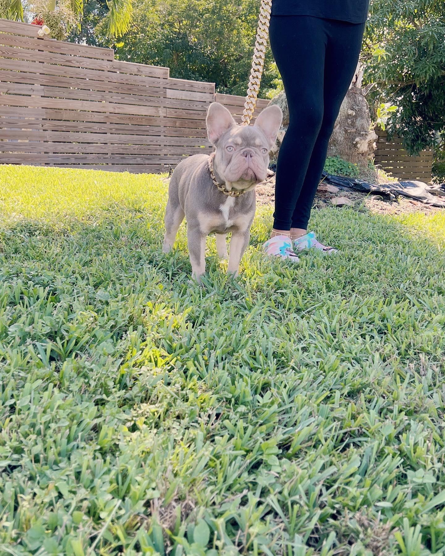 fawn Isabella carrier females, Master bulldog Frozen & Anna