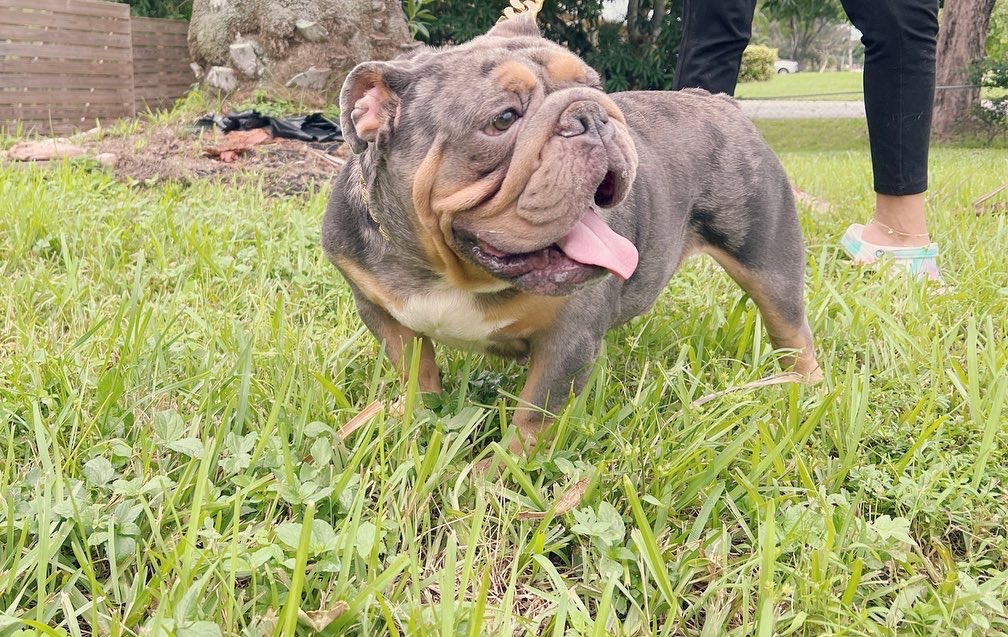 English bulldog Blue Merle And tan Male Tylor - 18