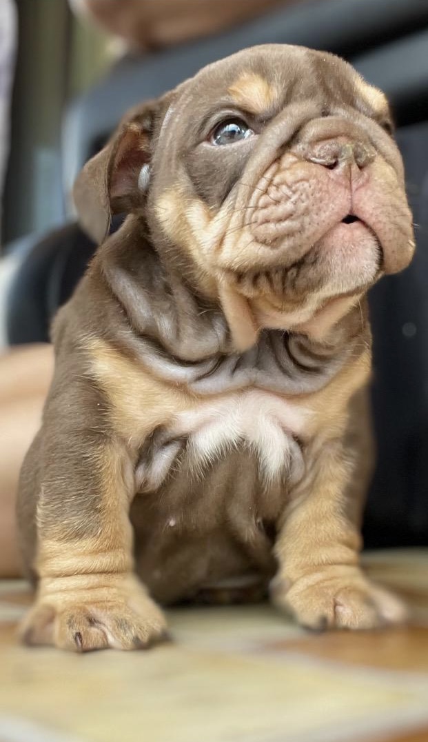 English bulldog Blue tree and tan male Erick - 3