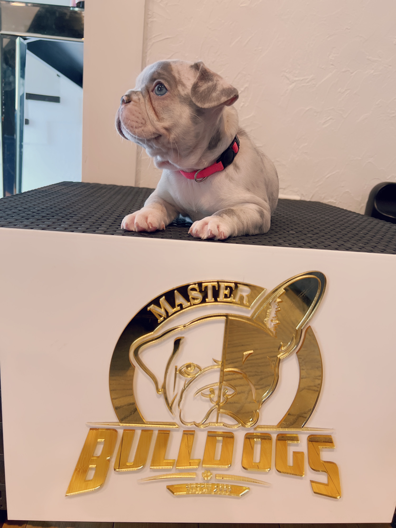 French bulldog lilac sable male master Bulldogs Carlitos - 4