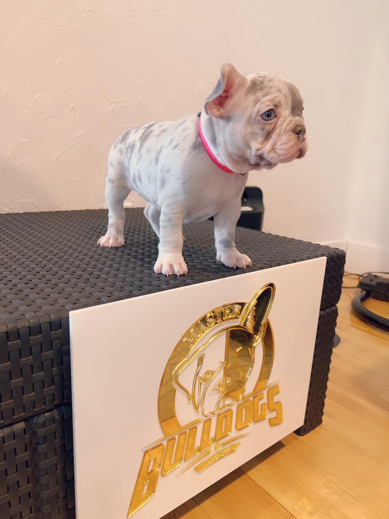 French bulldog lilac sable male master Bulldogs Carlitos