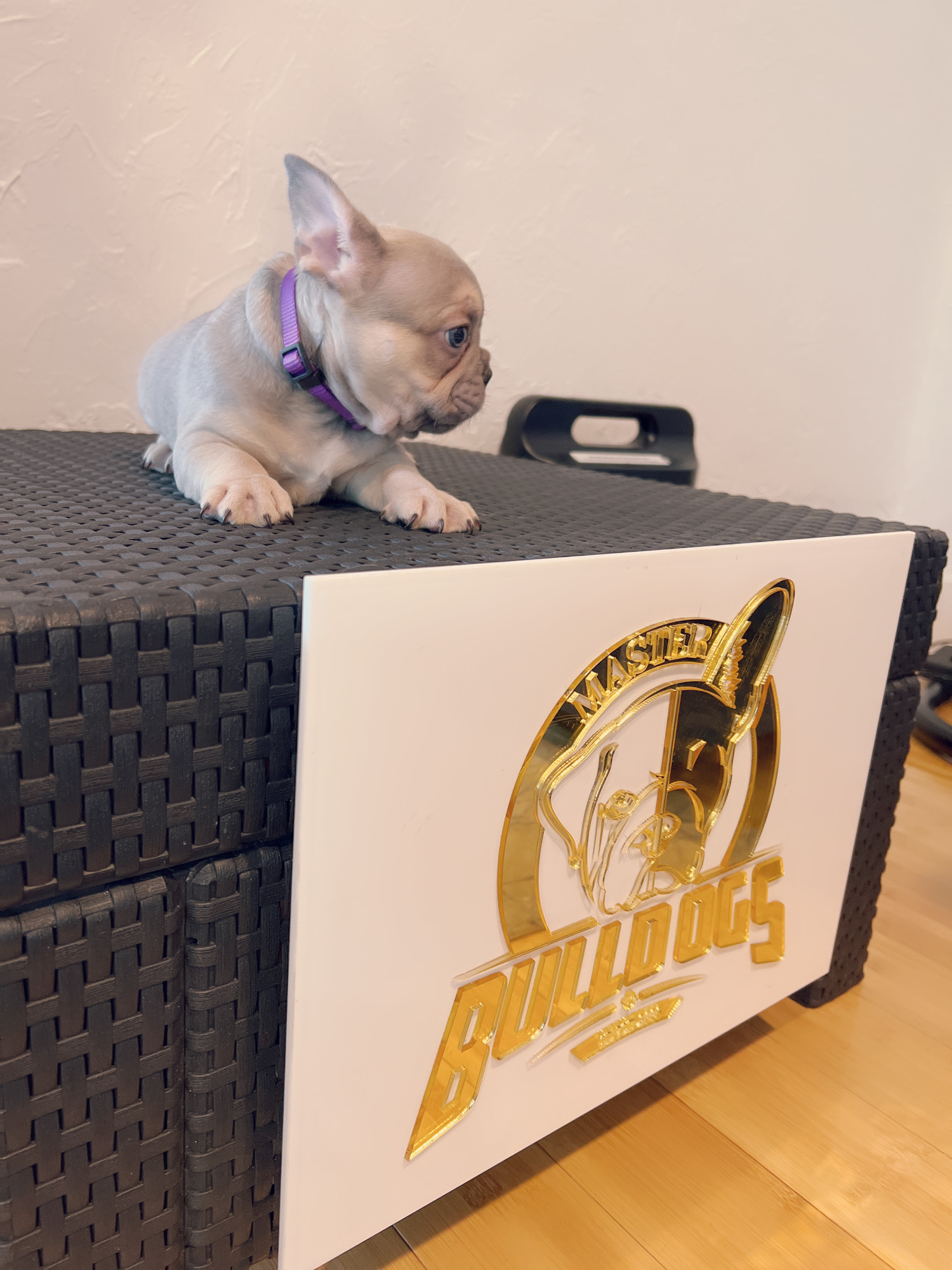 English Bulldog Choco tree and tan female ,MS Brown. - 11