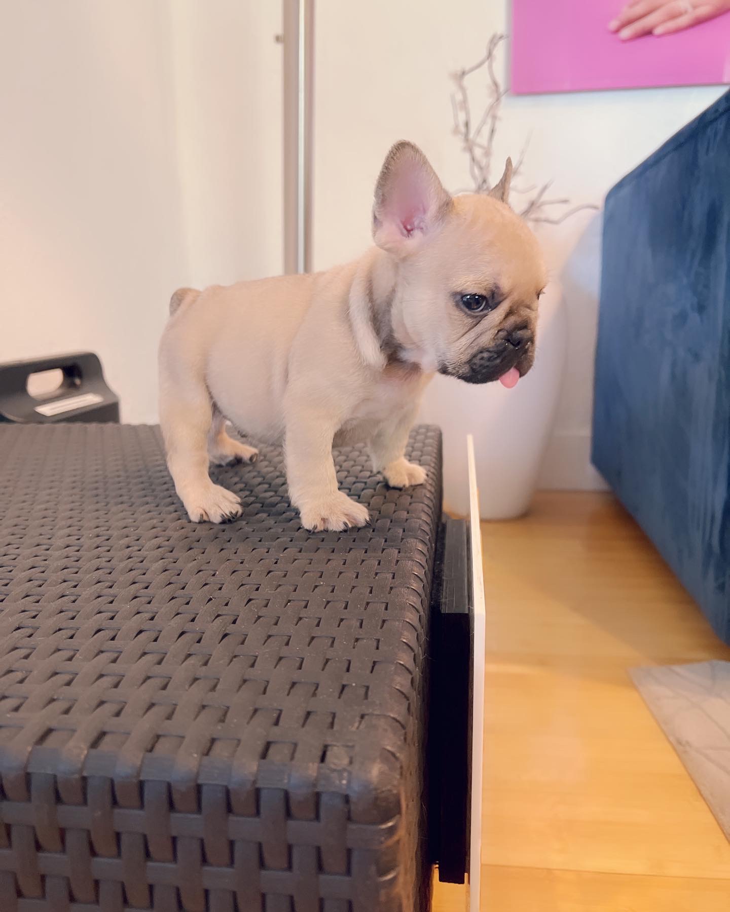 French bulldog lilac Merle female Anita