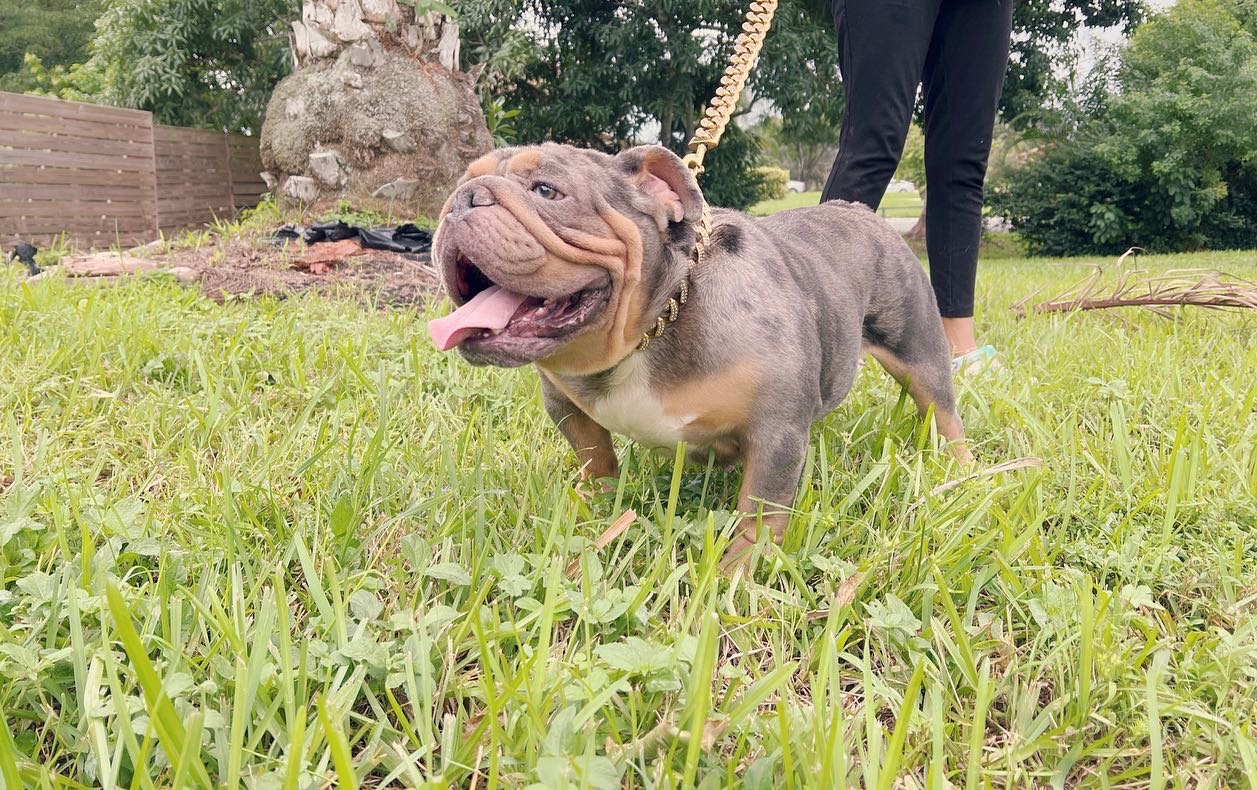 English bulldog Blue Merle And tan Male Tylor