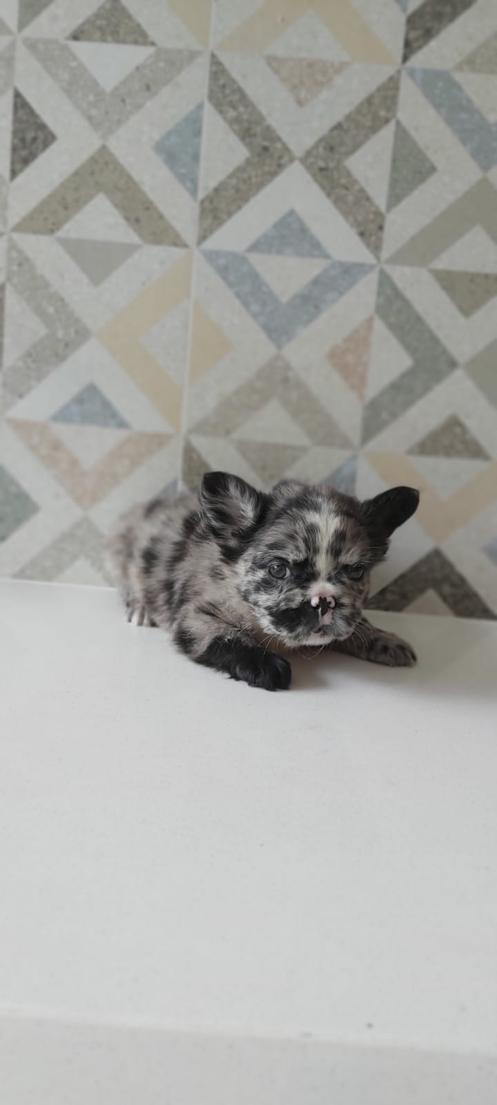 English bulldog Lilac fawn male Mickey - 4