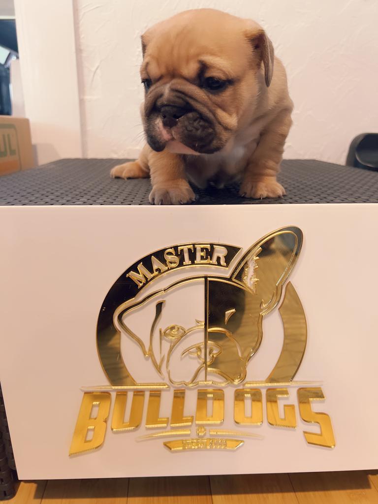 Our Micro Bully Stud - 3