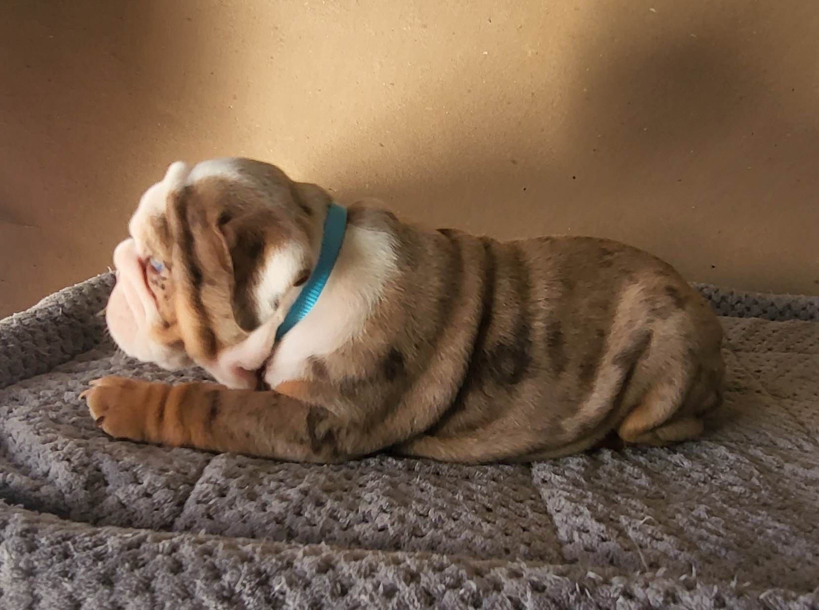 French bulldog lilac fluffy female Georgina - 6